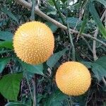 Momordica cochinchinensis fruit picture by Noel Dionson (cc-by-sa)