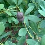 Baptisia tinctoria fruit picture by Vetmohn (cc-by-sa)
