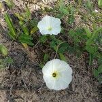 Ipomoea imperati habit picture by Marzanna Bug (cc-by-sa)