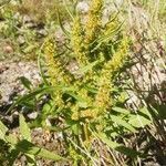 Rumex maritimus flower picture by Michiel De Boeck (cc-by-sa)