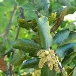 Quercus ilex flower picture by Lazo Alfonso (cc-by-sa)