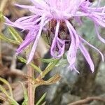 Centaurea corymbosa flower picture by Jean Burger (cc-by-sa)
