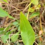 Solidago speciosa leaf picture by Matthew Campbell (cc-by-sa)