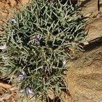 Cichorium spinosum flower picture by macchia1 (cc-by-sa)