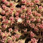 Mesembryanthemum crystallinum habit picture by Szabolcs Frater (cc-by-sa)