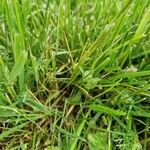Poa annua leaf picture by Varder (cc-by-sa)