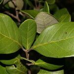 Eugenia hypargyrea leaf picture by Nelson Zamora Villalobos (cc-by-nc)