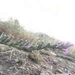 Liatris punctata flower picture by Missi missi (cc-by-sa)