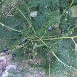 Asparagus setaceus fruit picture by González analia (cc-by-sa)