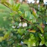Vaccinium ovatum flower picture by David Bernier (cc-by-sa)
