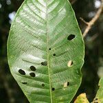 Isertia coccinea leaf picture by R. Tournebize (cc-by-sa)