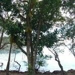 Artocarpus heterophyllus habit picture by pedrogc -- (cc-by-sa)