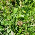 Geum sylvaticum fruit picture by Sergio Moliner (cc-by-sa)