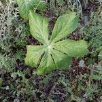 Podophyllum peltatum leaf picture by D Adam (cc-by-sa)