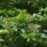 Cupania glabra habit picture by Nelson Zamora Villalobos (cc-by-nc)