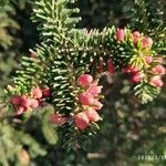 Abies pinsapo fruit picture by Victoriano Uceda Martínez (cc-by-sa)
