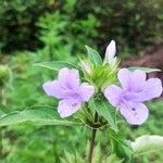 Barleria cristata flower picture by anilkumar ayyappan (cc-by-sa)
