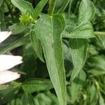 Echinacea angustifolia leaf picture by Euphrosyne Beauchamp (cc-by-sa)