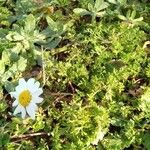Anthemis chia habit picture by Pokotilo Olga (cc-by-sa)
