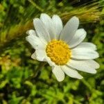 Anthemis chia flower picture by bas yves (cc-by-sa)