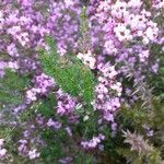 Erica umbellata leaf picture by Marie France Petibon (cc-by-sa)