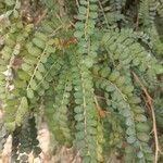 Sophora microphylla leaf picture by Moreno Olivares Juan Luis (cc-by-sa)
