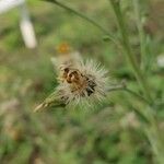 Hieracium sabaudum fruit picture by Jean-René Girardeau (cc-by-sa)