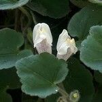 Asarina procumbens flower picture by Mireille Delmas (cc-by-sa)
