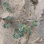 Medicago marina leaf picture by MUNTANE ROSA (cc-by-sa)