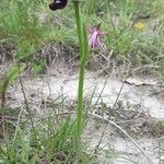Ophrys bertolonii habit picture by Alessandro Tonucci (cc-by-sa)