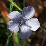Linum bienne flower picture by dimitris log (cc-by-sa)