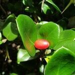 Carissa bispinosa fruit picture by Sergio Chitara (cc-by-sa)