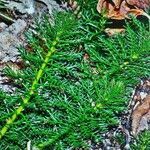 Myriophyllum verticillatum leaf picture by Jerzy Mikicki (cc-by-sa)