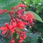 Clerodendrum speciosissimum flower picture by Mairenui Leontieff (cc-by-sa)