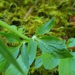 Valeriana tripteris leaf picture by Greg Desplaces (cc-by-sa)