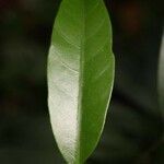 Tabernaemontana disticha leaf picture by R. Tournebize (cc-by-sa)