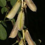 Crotalaria incana fruit picture by Nelson Zamora Villalobos (cc-by-nc)