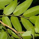 Dialium guianense leaf picture by Nelson Zamora Villalobos (cc-by-nc)