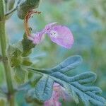 Teucrium botrys habit picture by Yoan MARTIN (cc-by-sa)