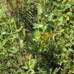 Iva annua habit picture by Brad Kelley (cc-by-sa)