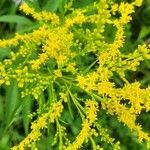 Solidago juncea flower picture by h p (cc-by-sa)