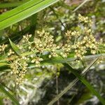 Becquerelia cymosa flower picture by Nelson Zamora Villalobos (cc-by-nc)
