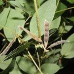 Calopogonium galactioides leaf picture by Nelson Zamora Villalobos (cc-by-nc)