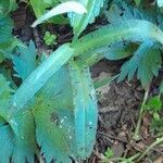 Dactylorhiza fuchsii leaf picture by Boumlik Messaïli (cc-by-sa)