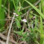 Scutellaria minor habit picture by Daniel Bourget (cc-by-sa)