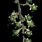 Banara guianensis fruit picture by Daniel Barthelemy (cc-by-nc)