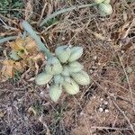 Pancratium maritimum fruit picture by Marilyne Renou-Garcias (cc-by-sa)