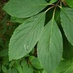 Hydrangea paniculata leaf picture by William Coville (cc-by-sa)