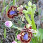 Ophrys speculum flower picture by jid (cc-by-sa)