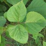 Vigna radiata leaf picture by Sudhanshu Kumar (cc-by-sa)